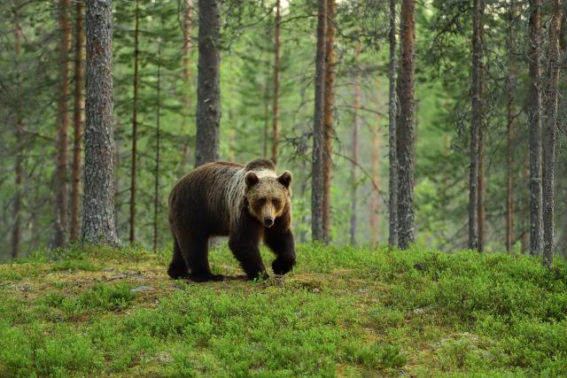 Animals_865