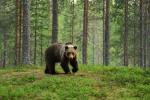 Animals_865