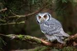 Birds_364
