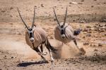 Desert_162