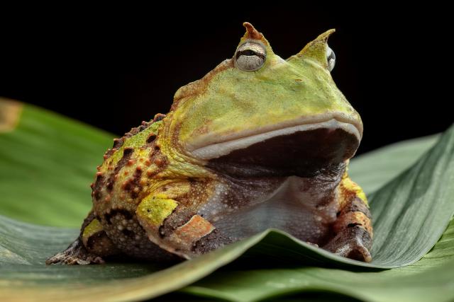 Animals_866