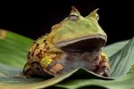 Animals_866