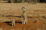 Animals_868