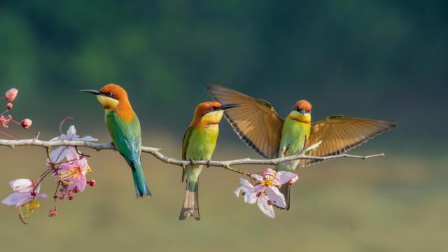 Birds_366