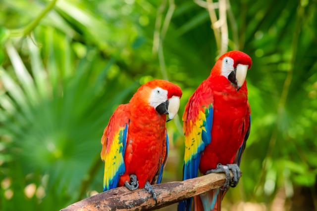 Birds_367