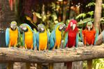 Birds_369