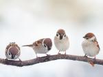 Birds_370