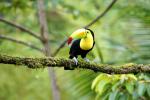Birds_373