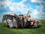 Animals_878