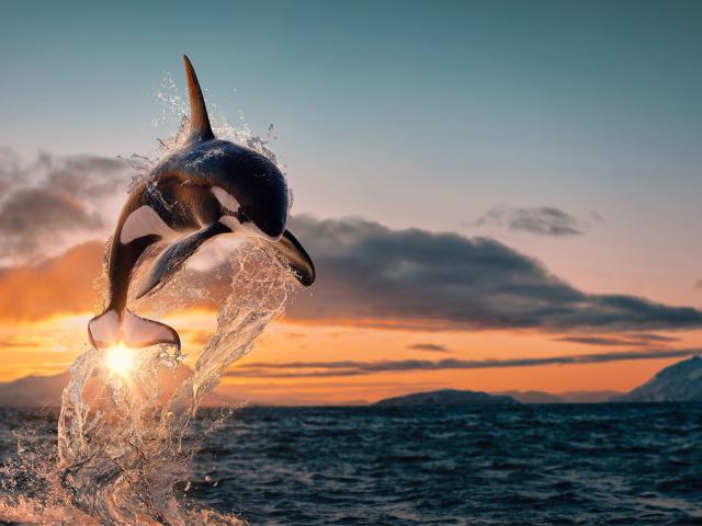 ocean-life-797