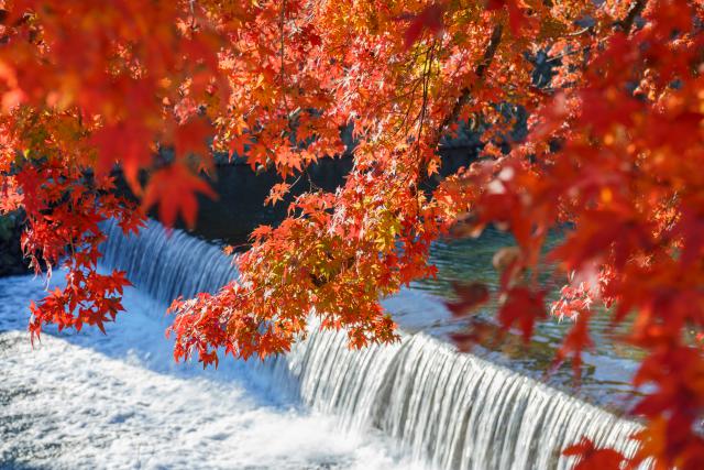 Japan_256