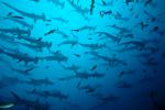 ocean-life-803