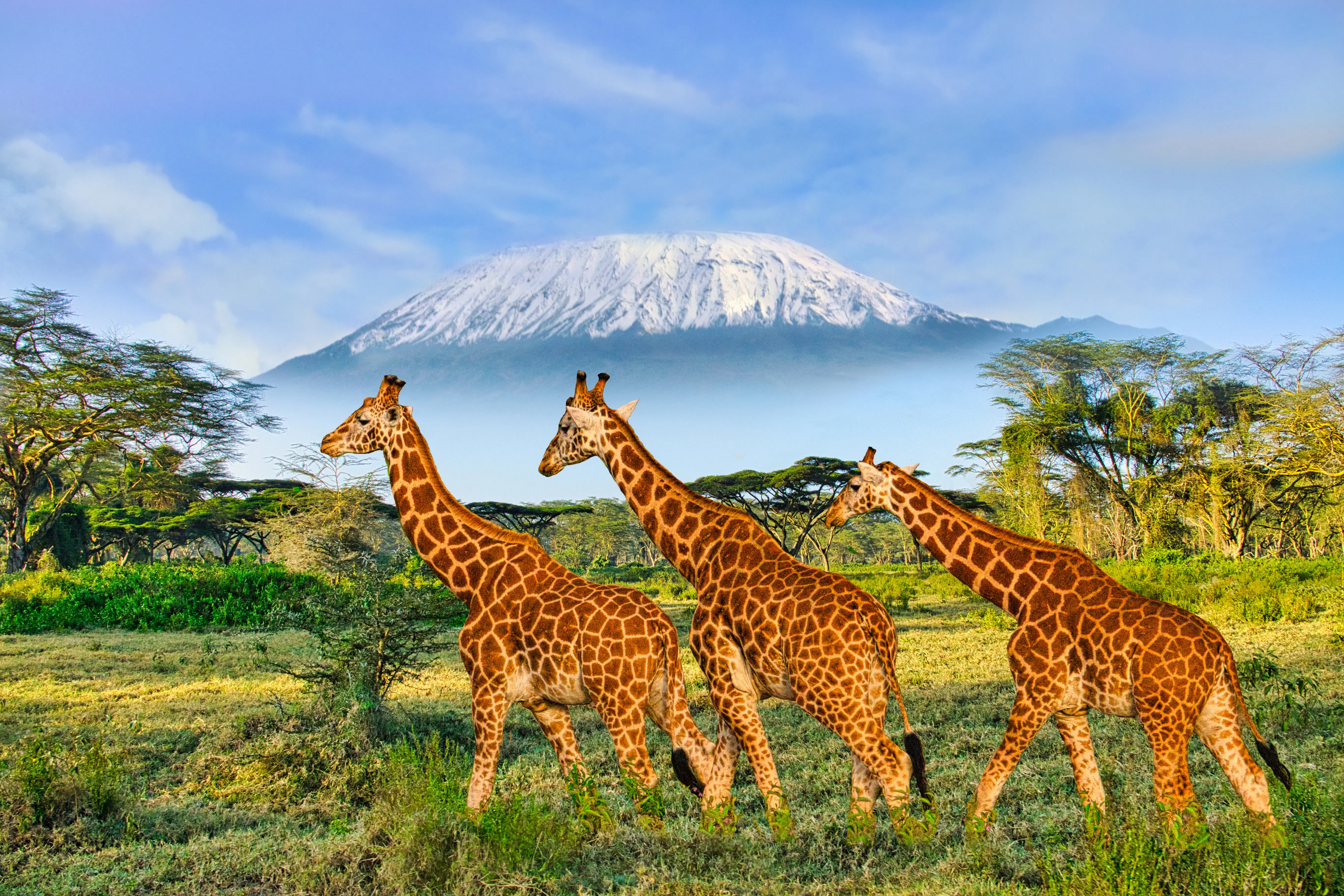 Animals_890