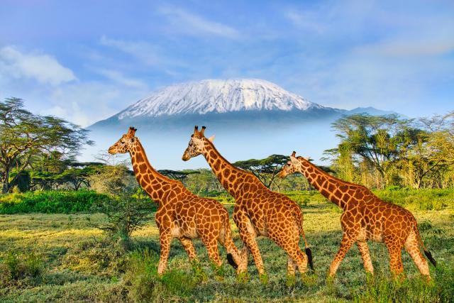Animals_890