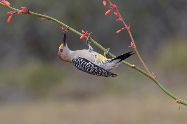 Birds_374