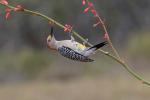 Birds_374