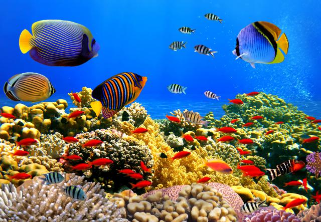 ocean-life-808