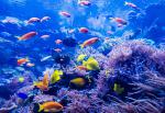 ocean-life-811
