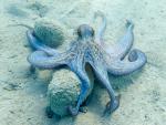 ocean-life-812