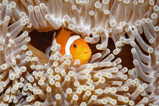 ocean-life-814