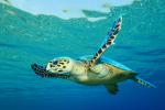 ocean-life-815
