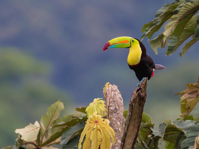 Birds_377