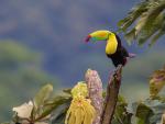 Birds_377