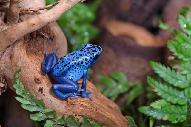 Animals_896