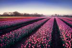 Colorful_Tulips_28