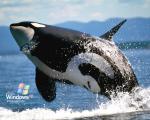 windows_xp_212