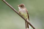 Birds_383