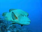 ocean-life-818