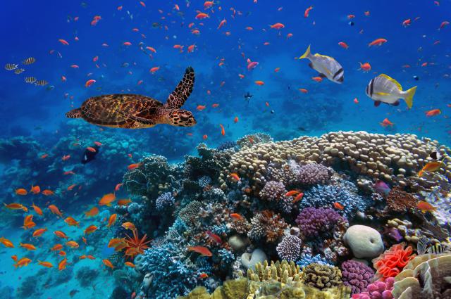 ocean-life-819