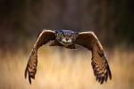 Birds_385