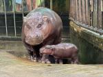 Animals_920
