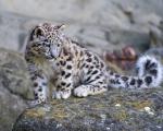 Snow_Leopard_16