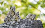 Snow_Leopard_20