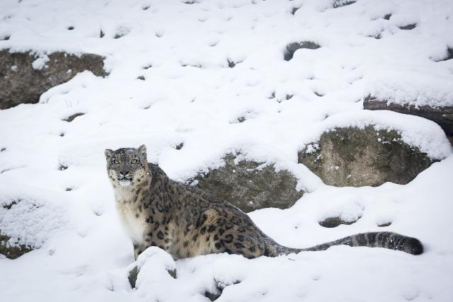 Snow_Leopard_21