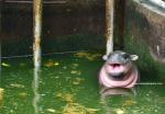 Animals_937