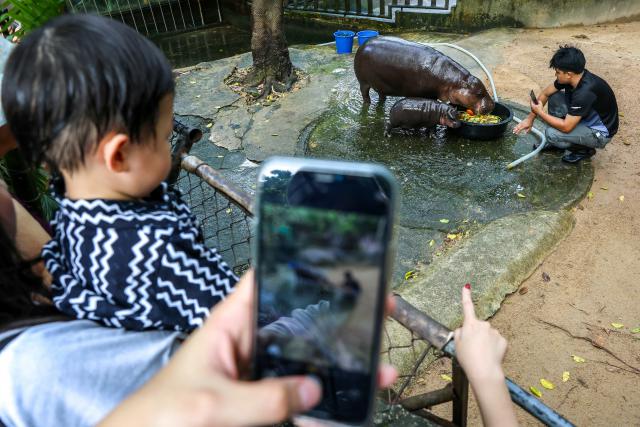Animals_960