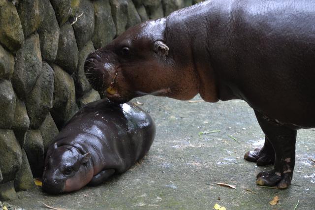 Animals_973