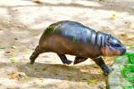 Animals_990