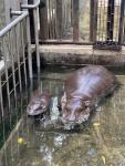 Animals_998