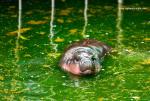 pygmy_hippo_08
