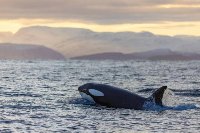 ocean-life-831