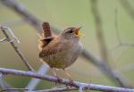 Birds_387