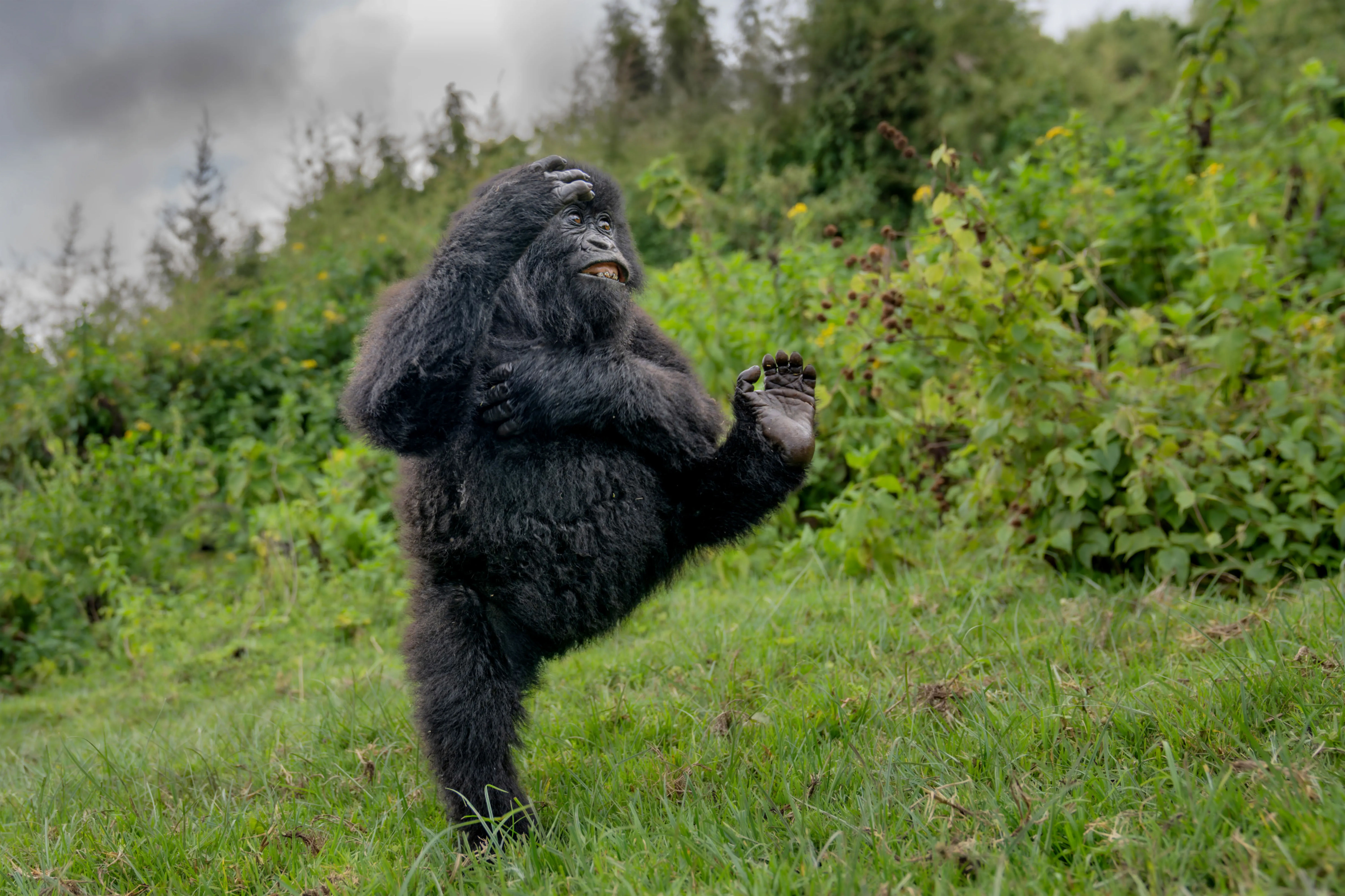 gorilla_01