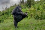 gorilla_01