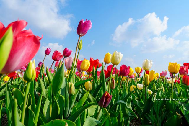 Colorful_Tulips_35
