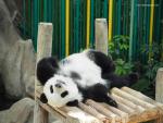 panda_01
